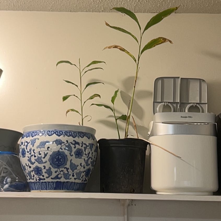 Photo of the plant species Ginger Lily by @PositiveNeem named Miley on Greg, the plant care app