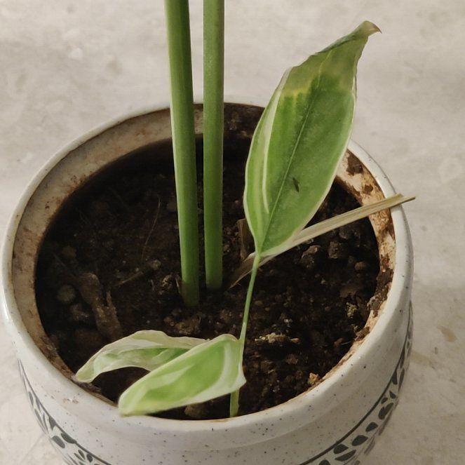 Photo of the plant species Variegated Arrowroot by @SugarRubybonnet named Athena on Greg, the plant care app