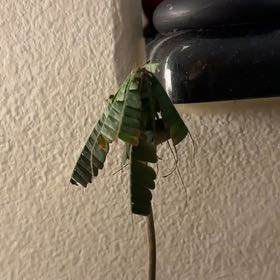 Photo of the plant species Little Tree Plant by @AbleRedmangrove named Curie on Greg, the plant care app