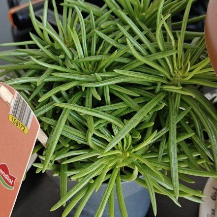 Photo of the plant species Senecio Himalaya by @EnjoyableMaypop named Xena on Greg, the plant care app