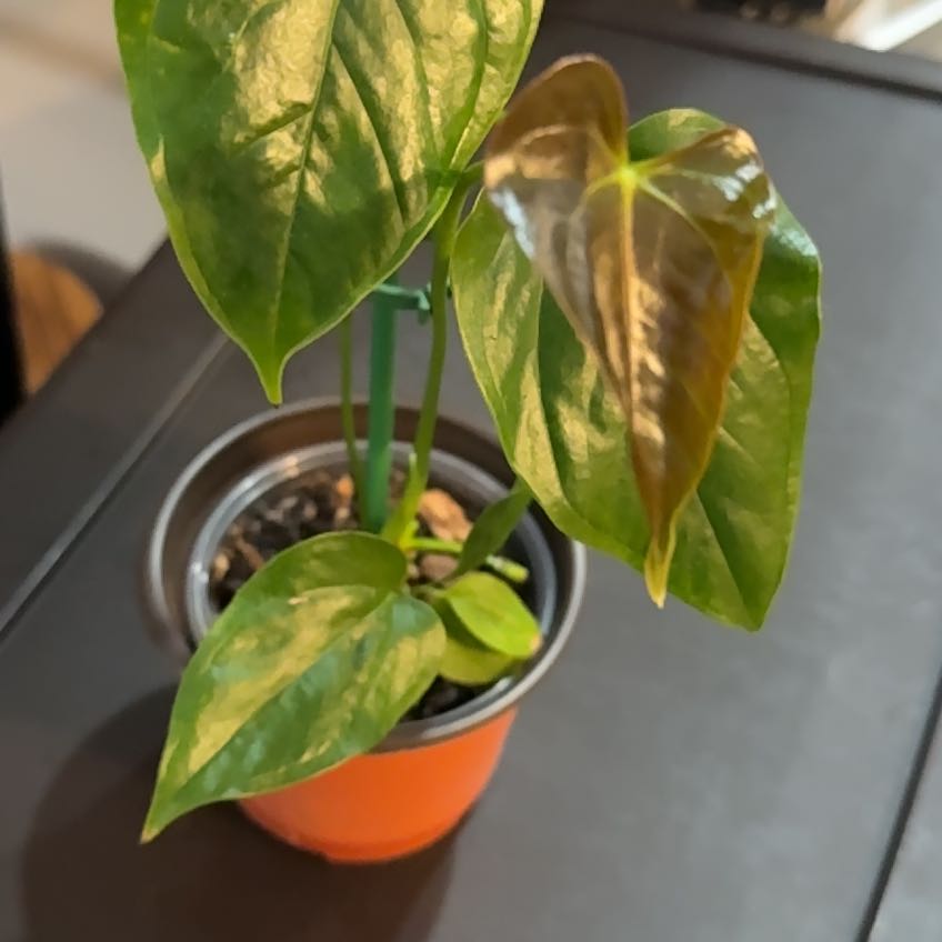 Photo of the plant species Anthurium by @MerryJitterbug named Ronaldo on Greg, the plant care app