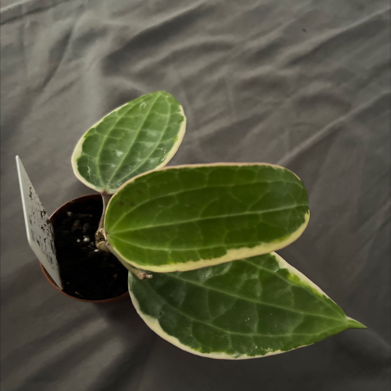 Hoya macrophylla plant with variegated leaves in a pot, soil partially visible.