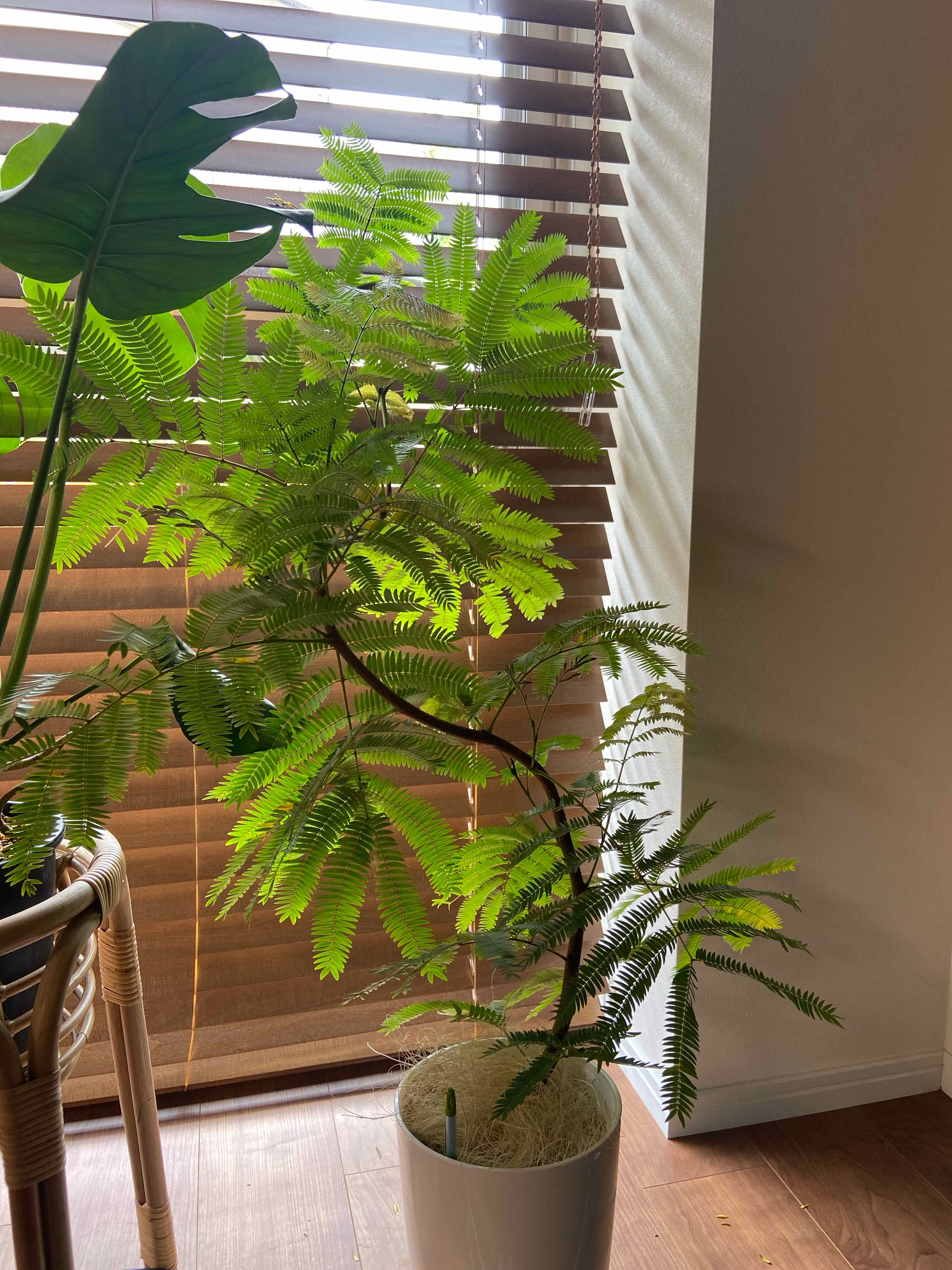 Indoor potted Silk Tree near a window with blinds, healthy green leaves.