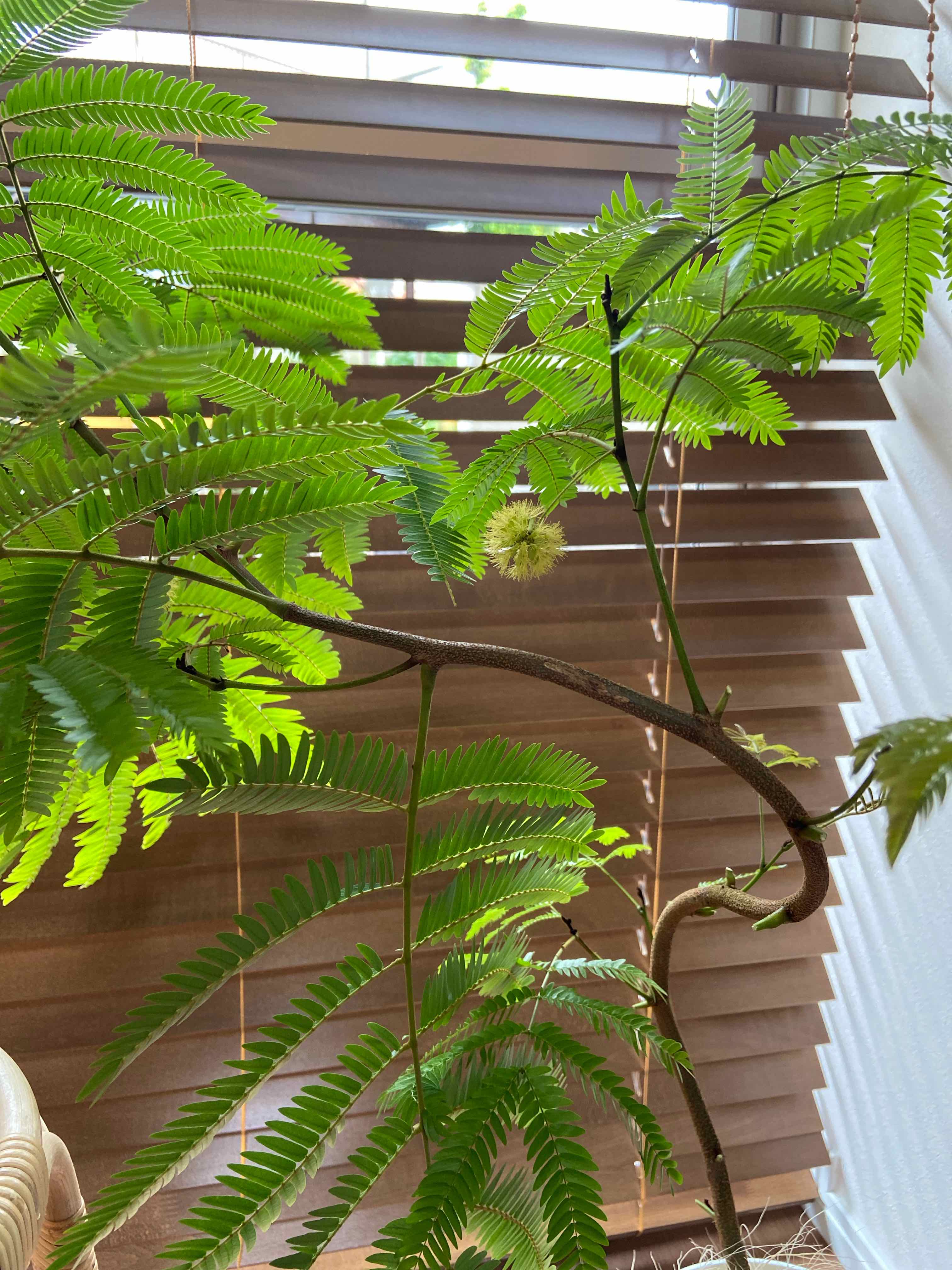 Silk Tree with green, fern-like leaves near a window with blinds.