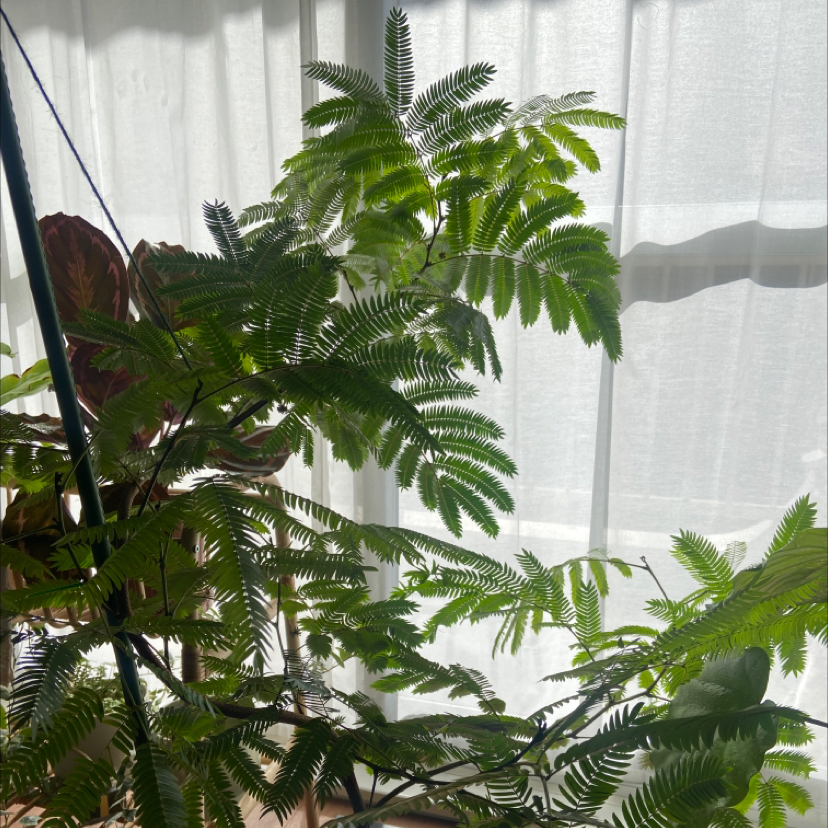 Silk Tree (Albizia julibrissin) with healthy green leaves indoors.