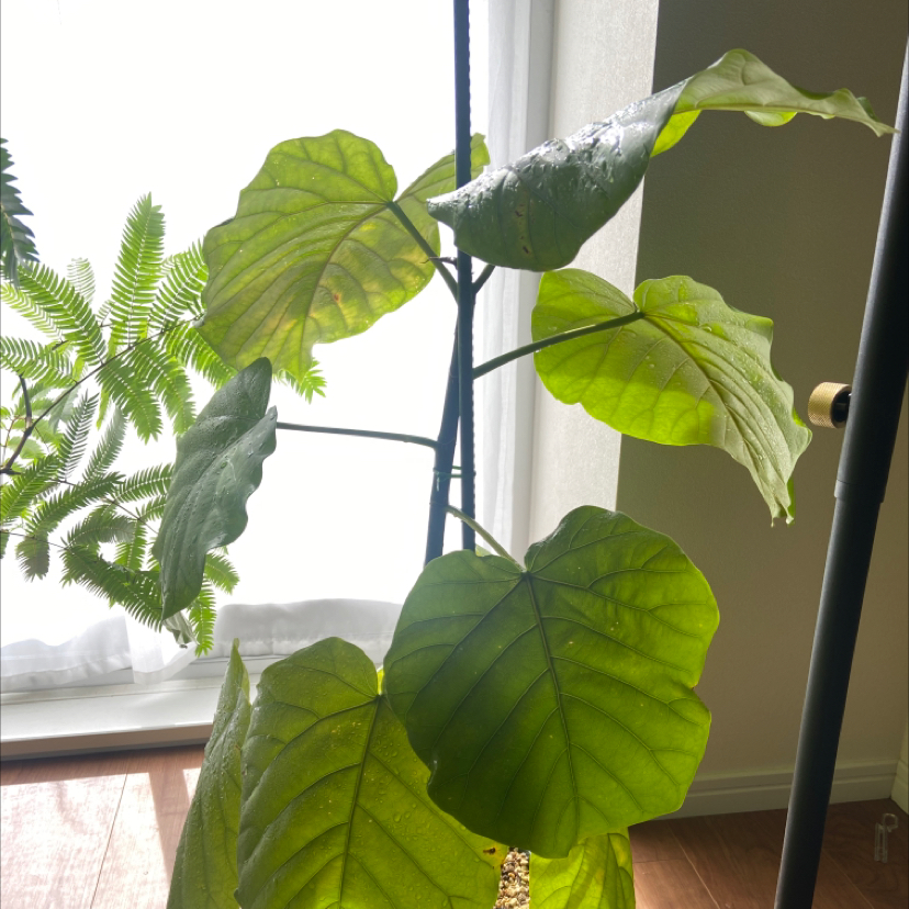 Ficus umbellata plant with large green leaves indoors near a window.