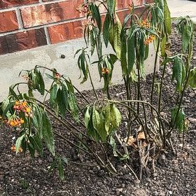 Photo of the plant species Asclepias 'Hello Yellow' by @FullCobnut91 named Miley on Greg, the plant care app