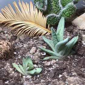 Photo of the plant species Gasteraloe 'Green Ice Album' by @LoyallyPlumtree named Percy and Grover on Greg, the plant care app