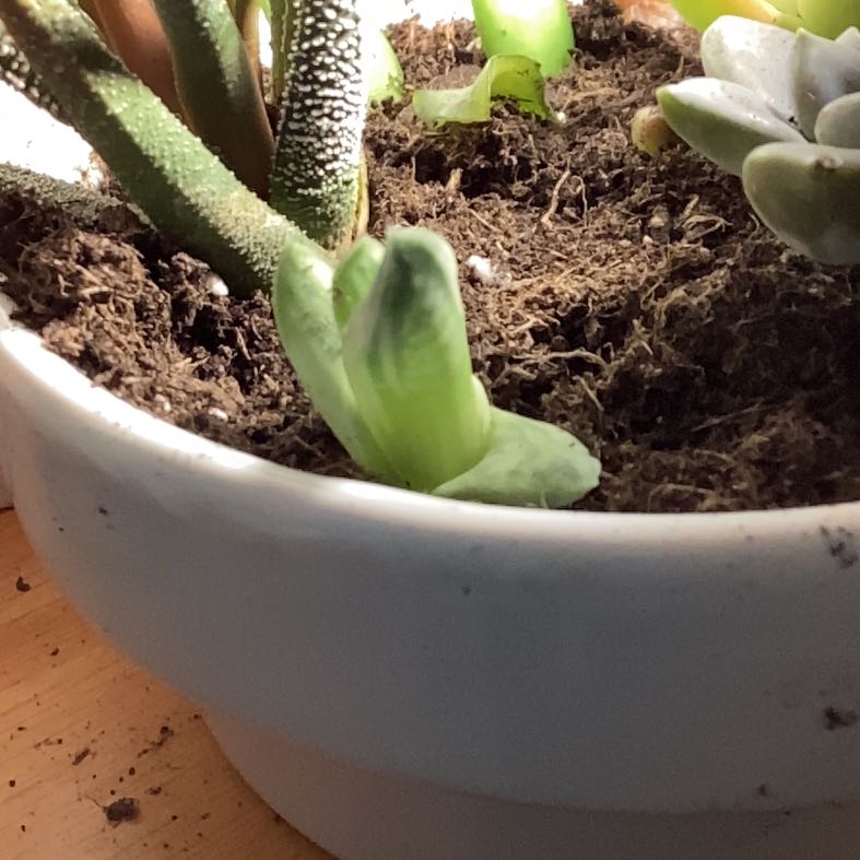 Photo of the plant species Gasteraloe 'Green Ice Album' by @LoyallyPlumtree named Rumpkin on Greg, the plant care app