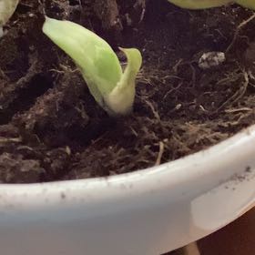 Photo of the plant species Gasteraloe 'Green Ice Album' by @LoyallyPlumtree named Bumpkin on Greg, the plant care app