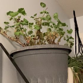 Photo of the plant species Red geraniums by @LoyallyPlumtree named Pink flower on Greg, the plant care app