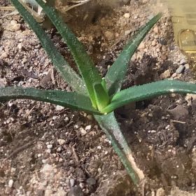 Photo of the plant species Hybrid Aloe by @LoyallyPlumtree named Mando on Greg, the plant care app