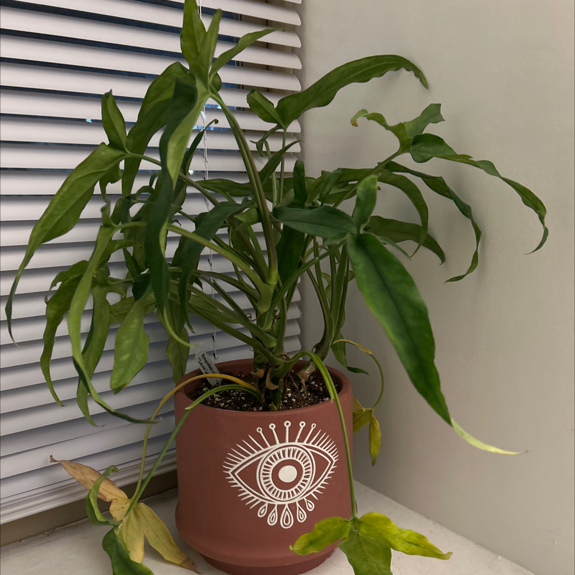 Photo of the plant species Syngonium 'Lance Leaf' by @HighestSquash30 named Emerson on Greg, the plant care app