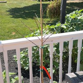 Photo of the plant species White Peach by @PrimeBamboopalm named Willow on Greg, the plant care app