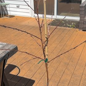 Photo of the plant species White Peach by @PrimeBamboopalm named Aristotle on Greg, the plant care app