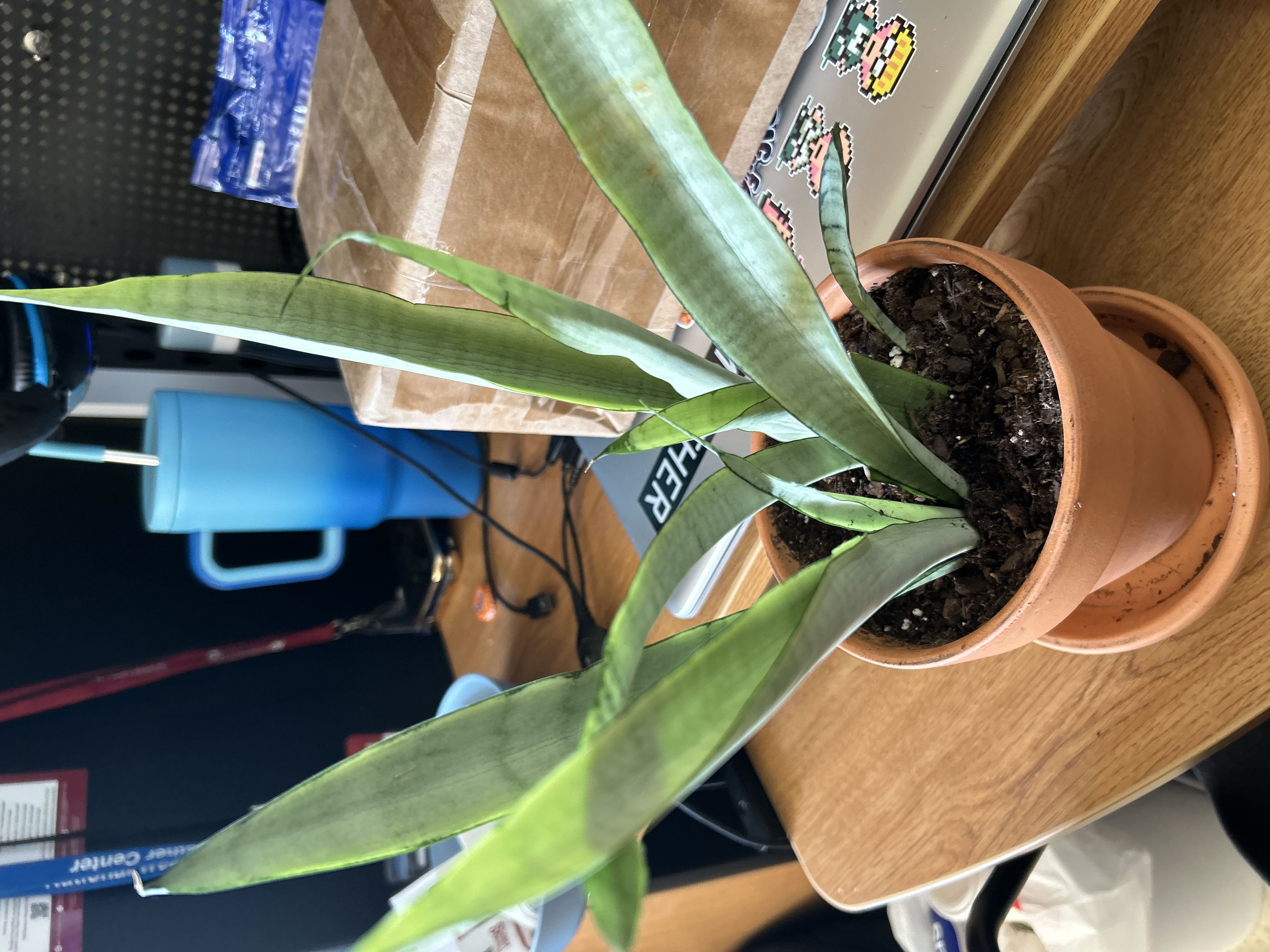 Snake plant didn’t like that I haven’t watered it for two...