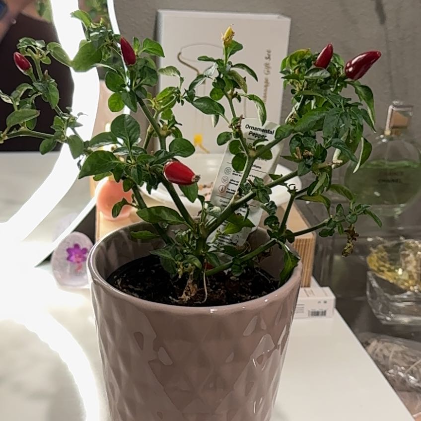 Photo of the plant species Hot Pops Yellow Ornamental Pepper by @JauntyOregonash named Foxxy on Greg, the plant care app