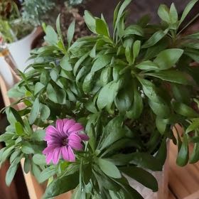 Photo of the plant species Osteospermum FlowerPower Spider by @VivaciousComet named Remington on Greg, the plant care app