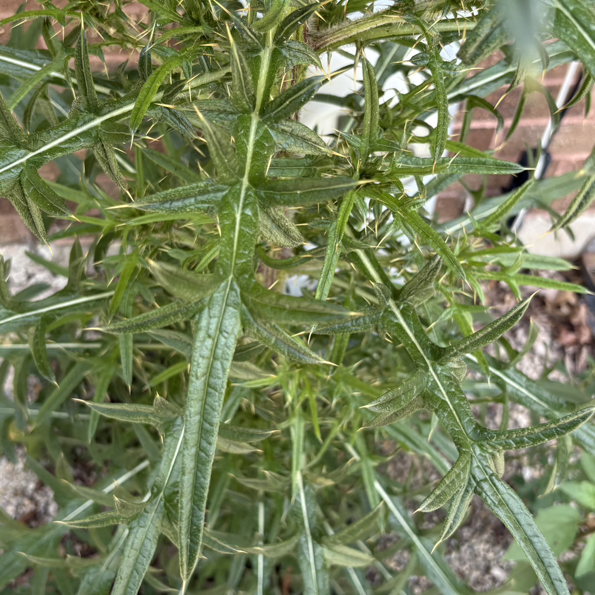 Photo of the plant species Spear Thistle by @TrustyCasimiroa named McKinley on Greg, the plant care app