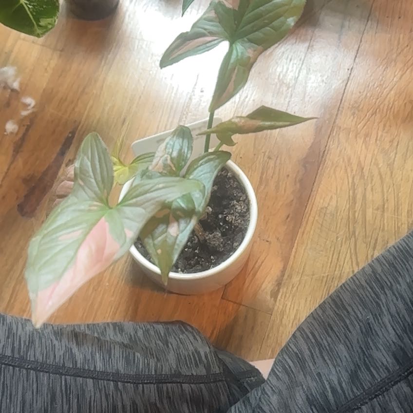 Photo of the plant species Pink Splash by @MotherPitayita named Gomez on Greg, the plant care app