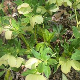 Photo of the plant species Green Hellebore by @DecorousPeyote named Khaleesi on Greg, the plant care app