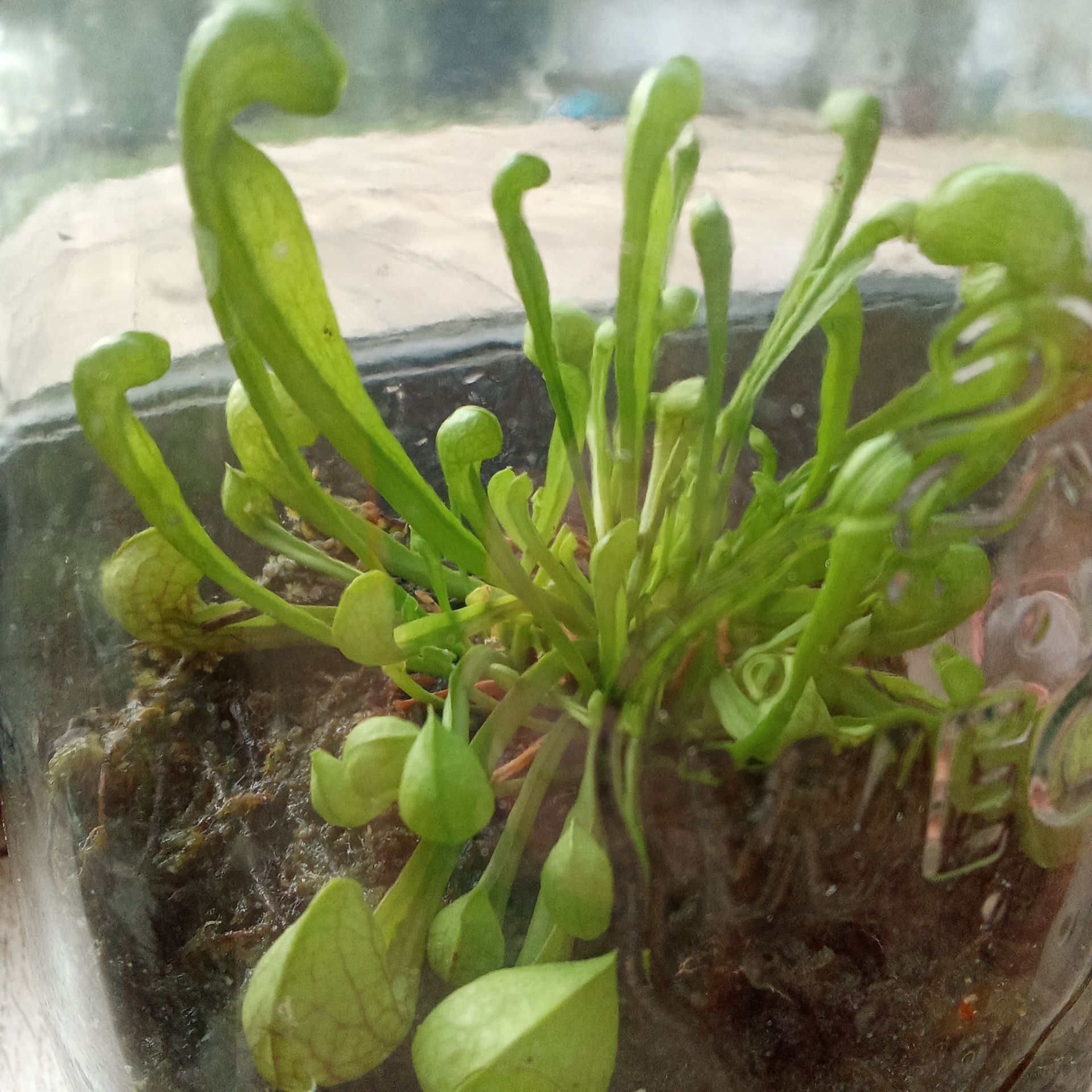 Photo of the plant species Parrot Pitcher Plant by @ToMuchPlants named C. Kaï on Greg, the plant care app