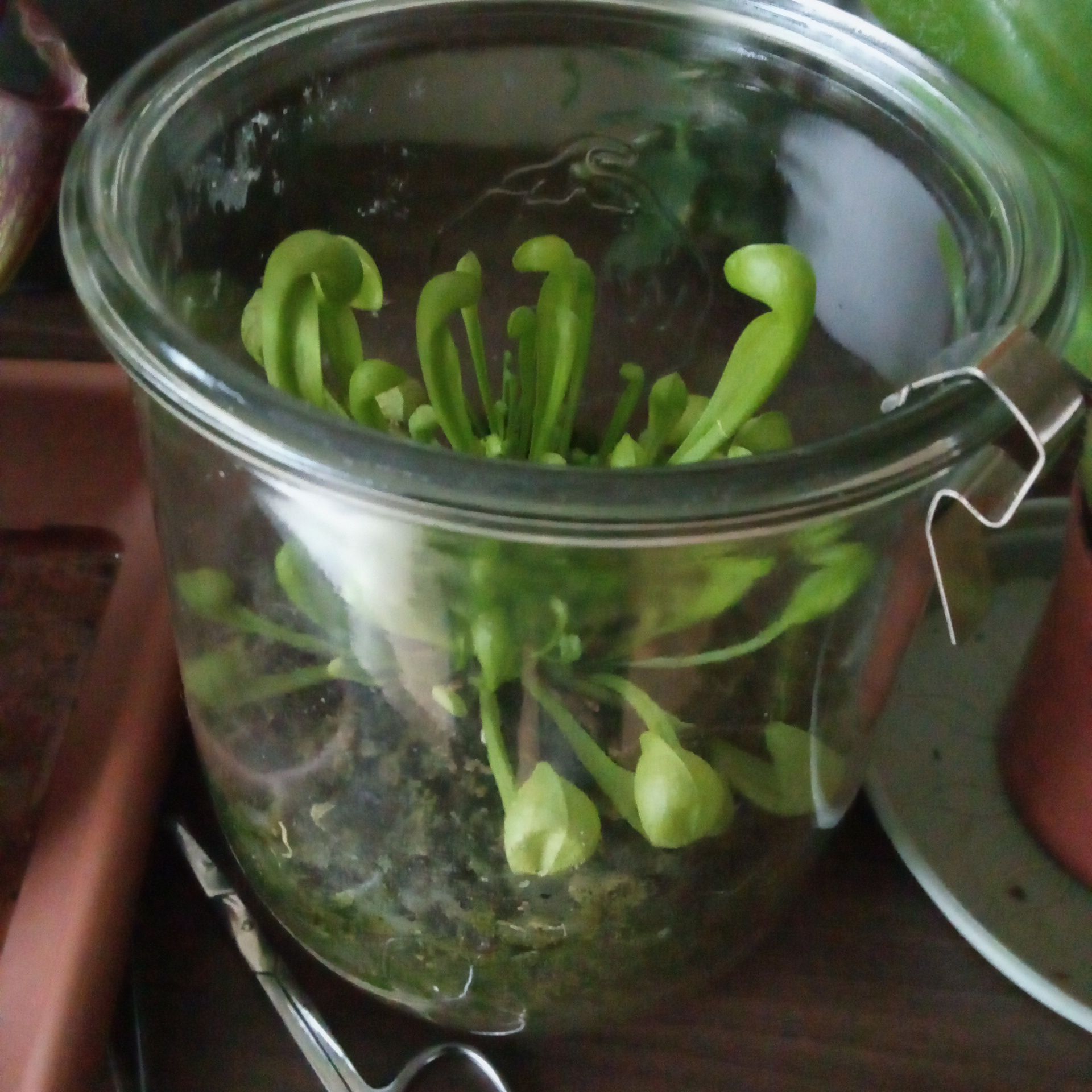 Plant care for Yellow Pitcher Plant on Greg, the plant care app
