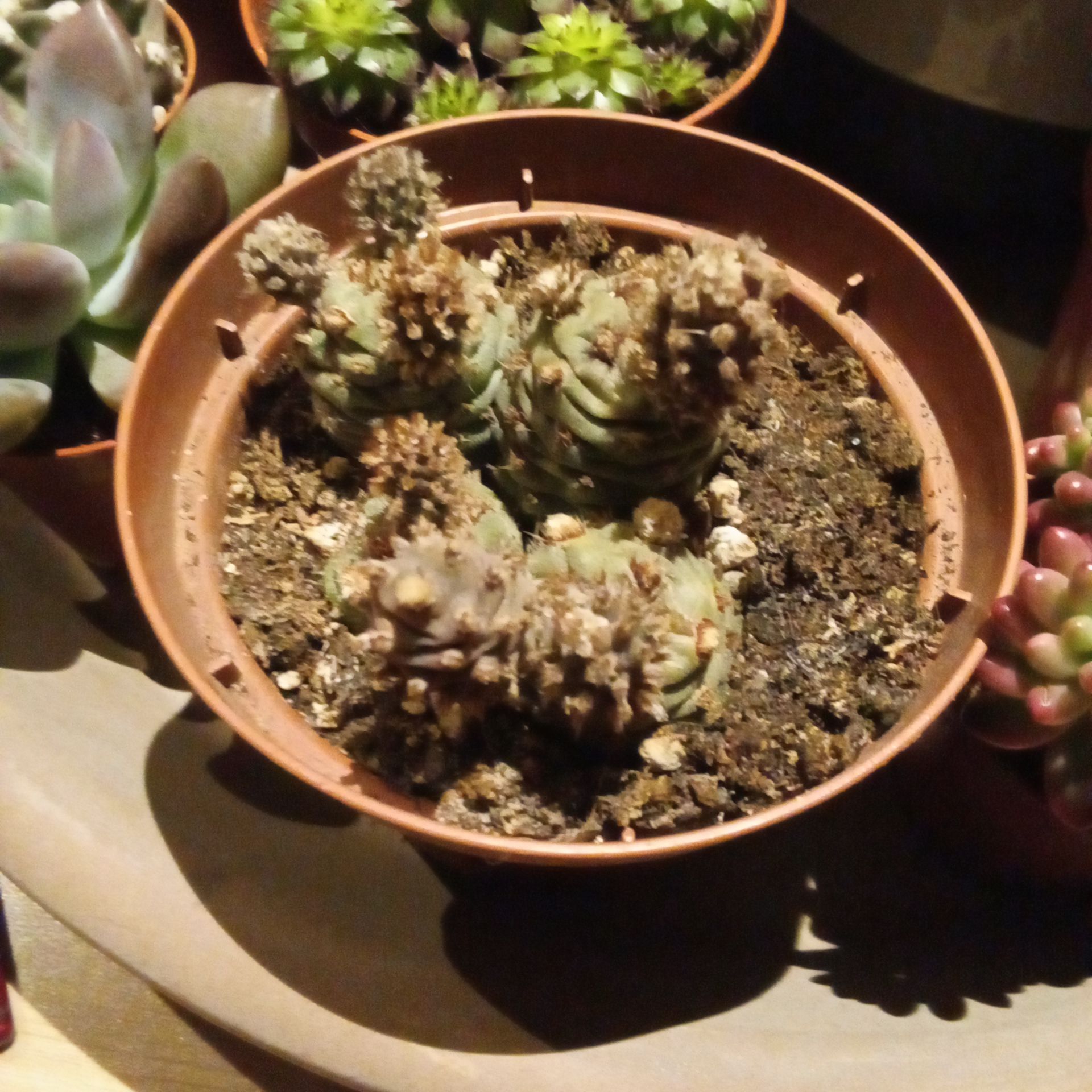 Pinecone