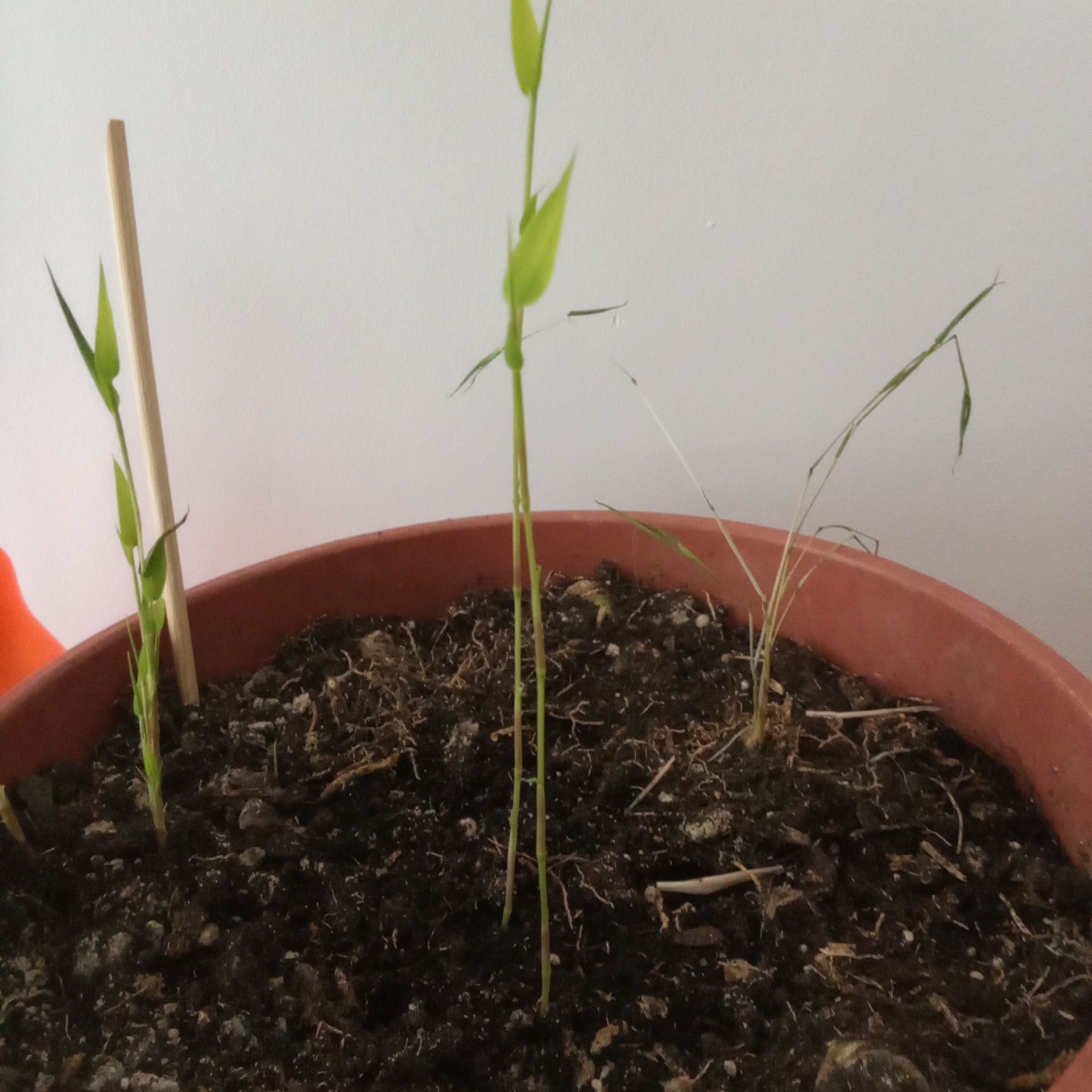 Photo of the plant species Common Bamboo by @ToMuchPlants named Bamboo on Greg, the plant care app