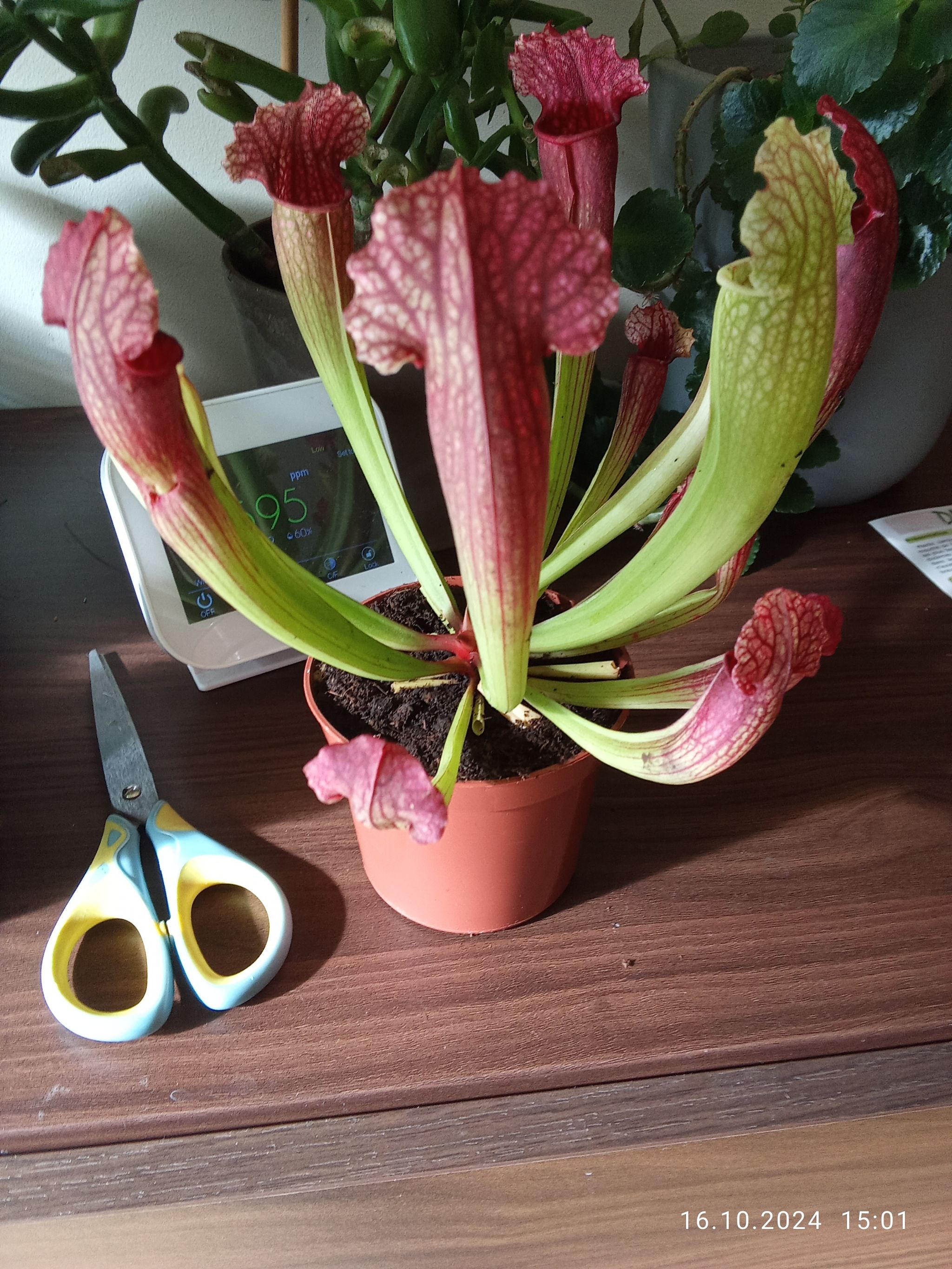 Photo from the post