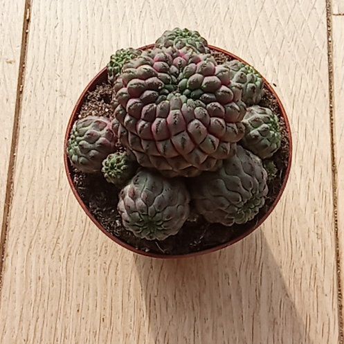 Photo of the plant species Strawberry Cactus by @ToMuchPlants named Pink on Greg, the plant care app