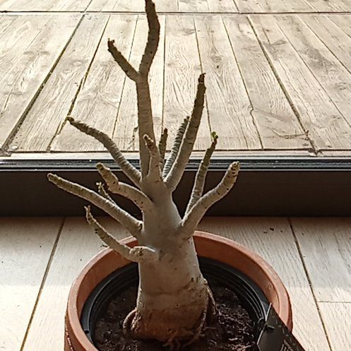 Hestu