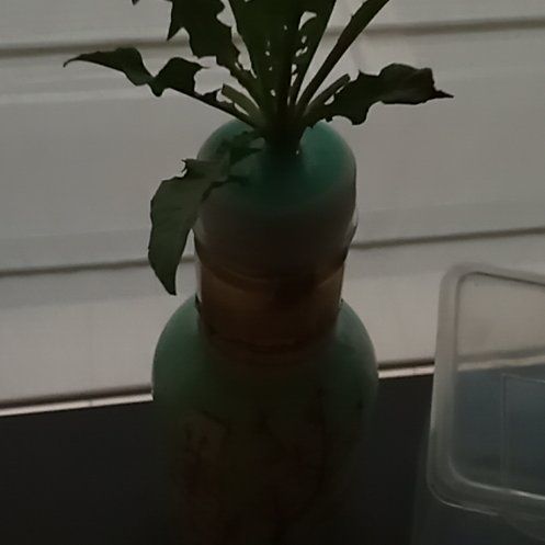 Photo of the plant species Dandelion by @ToMuchPlants named Kendall on Greg, the plant care app