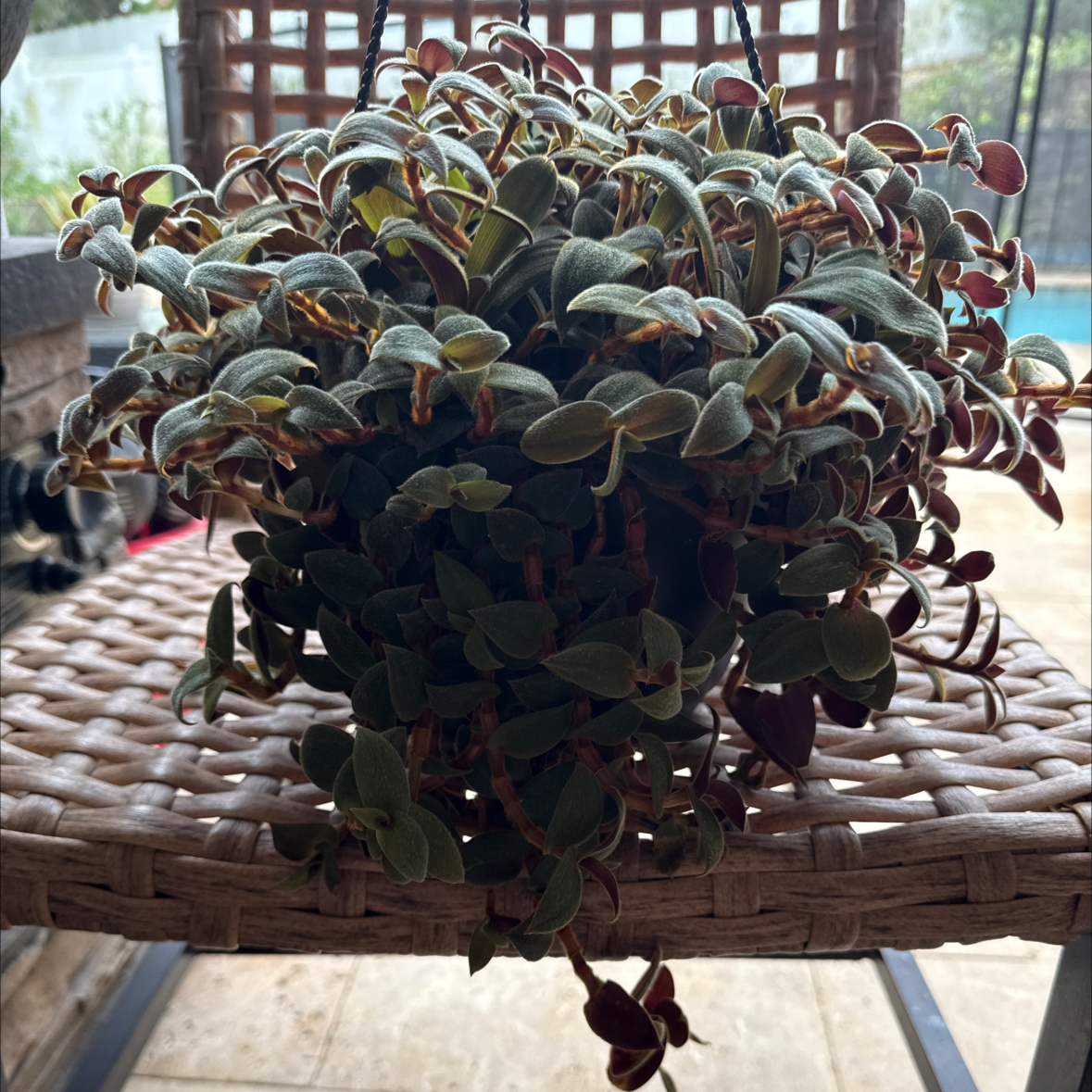 Photo of the plant species Teddy Bear Vine by @BeamingWildlime named Oscar on Greg, the plant care app