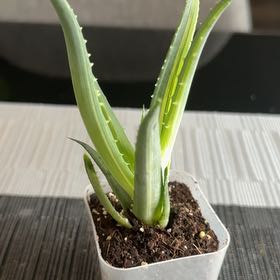 Photo of the plant species Aloe humilis x erinacea by @BeamingWildlime named Lebron on Greg, the plant care app