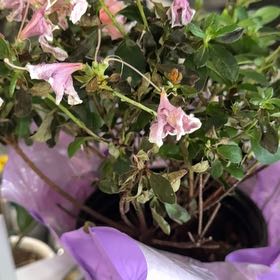 Photo of the plant species Pink Azalea by @BeamingWildlime named Sigmund on Greg, the plant care app