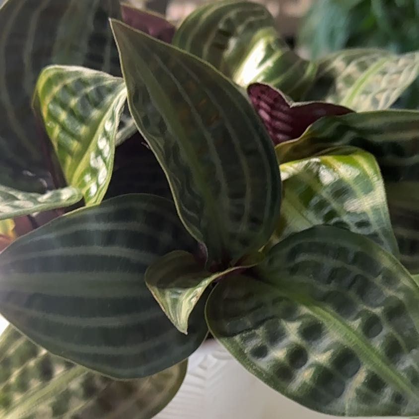 Photo of the plant species Jungle diva 'Roxie' by @BeamingWildlime named Homer on Greg, the plant care app
