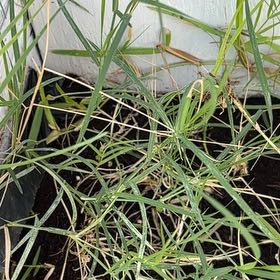 Photo of the plant species Wiregrass by @CozyCretanbrake named Homer on Greg, the plant care app