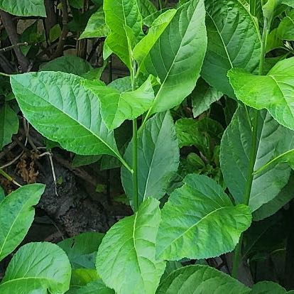 Photo of the plant species Anamu by @CozyCretanbrake named Forrest on Greg, the plant care app