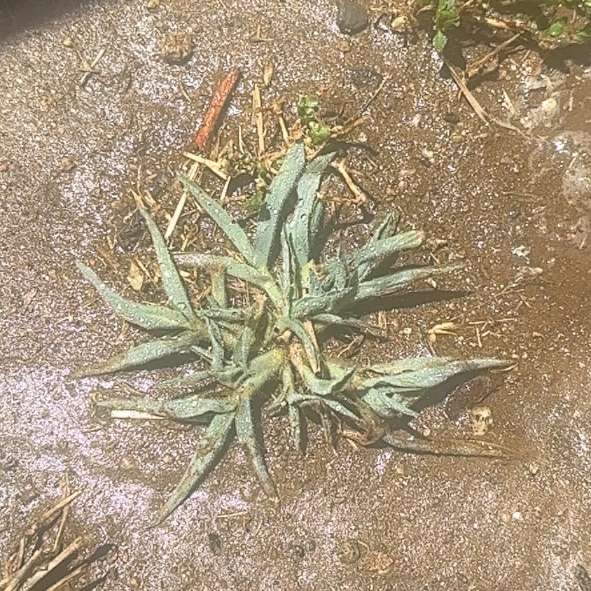 Photo of the plant species Blond Plantain by @CozyCretanbrake named Harry on Greg, the plant care app