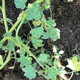 Photo of the plant species Cheeseweed Mallow by @CozyCretanbrake named Figyonce on Greg, the plant care app