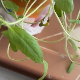 Photo of the plant species Japanese Honeysuckle by @CozyCretanbrake named Fernie Mac on Greg, the plant care app