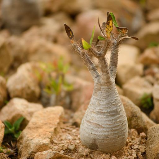 Photo of the plant species Pachypodium Gracilius by @HeroineBlue9 named Grace on Greg, the plant care app