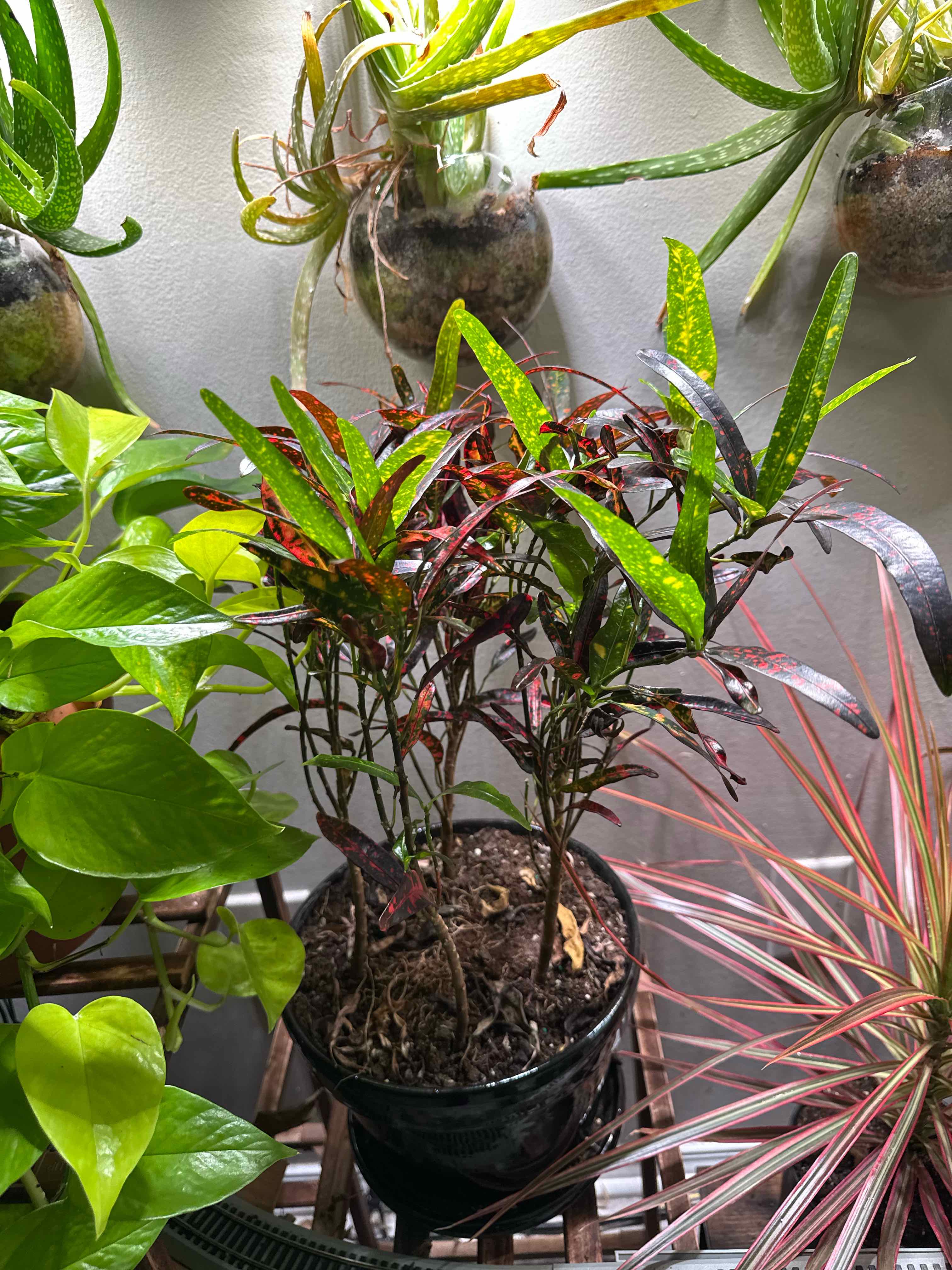 Photo of the plant species Red Croton by @Livelovelight named Vulcan on Greg, the plant care app