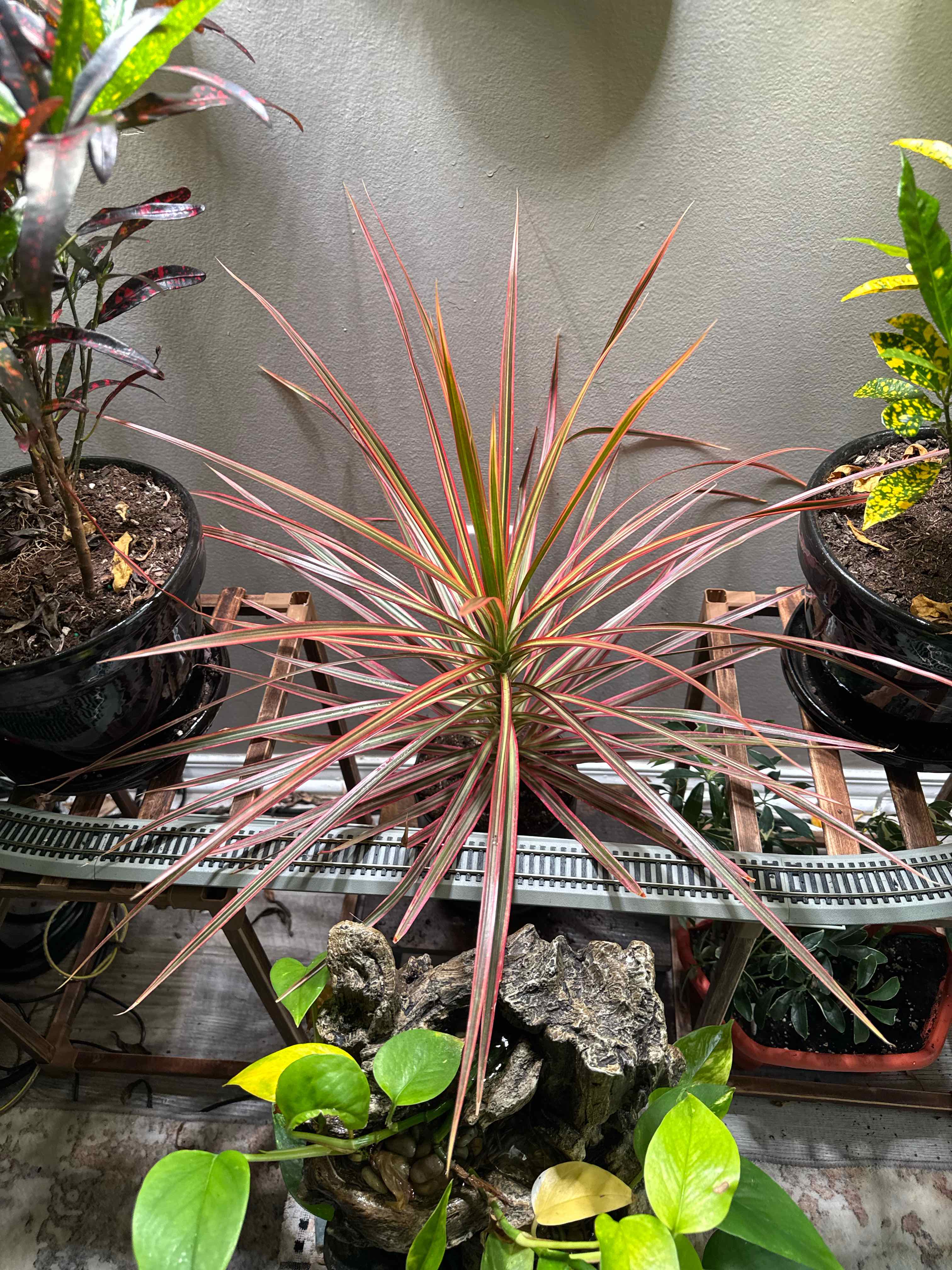 Photo of the plant species Dracaena by @Livelovelight named Eos on Greg, the plant care app