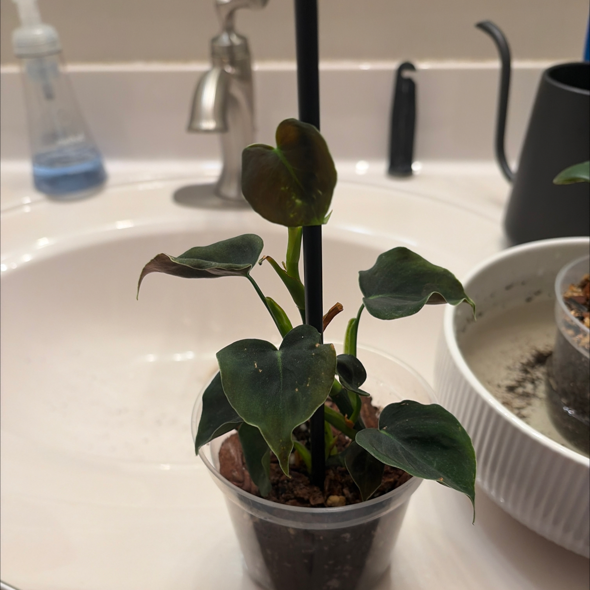 Photo of the plant species Philodendron lupinum by @TidyWildchives named Sahara on Greg, the plant care app