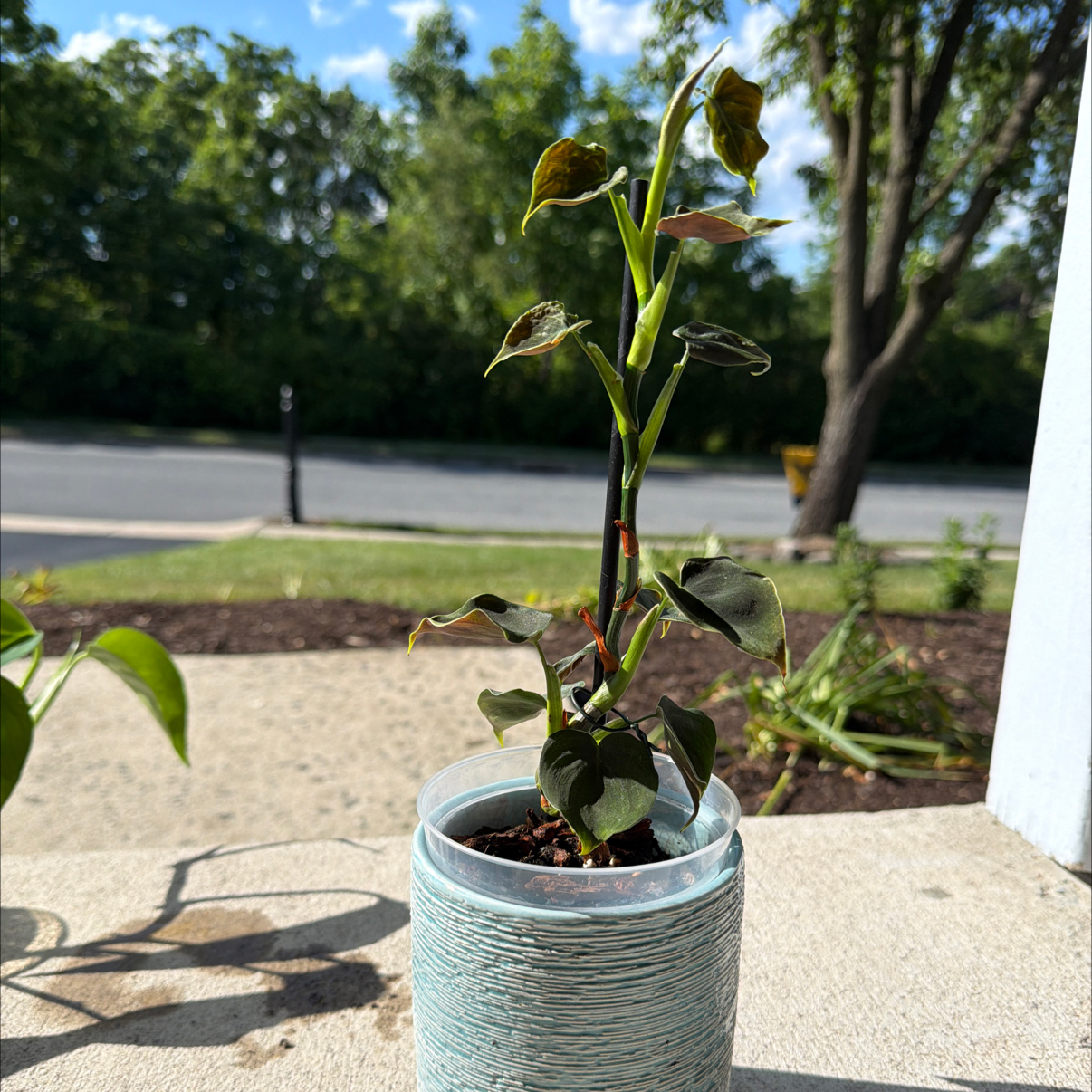 Photo of the plant species Philodendron lupinum by @TidyWildchives named Sahara on Greg, the plant care app