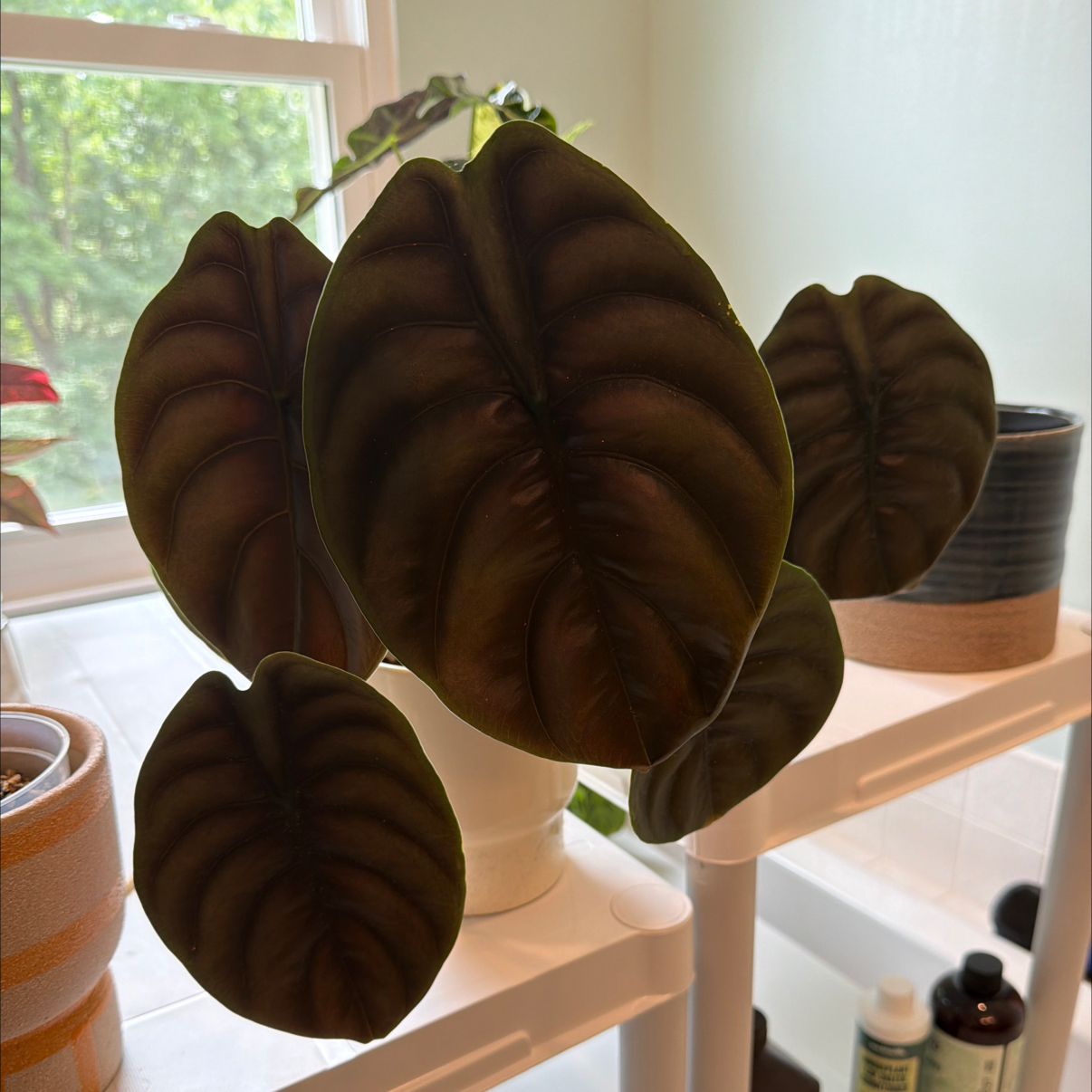 Photo of the plant species Red Secret by @TidyWildchives named Cleopatra on Greg, the plant care app