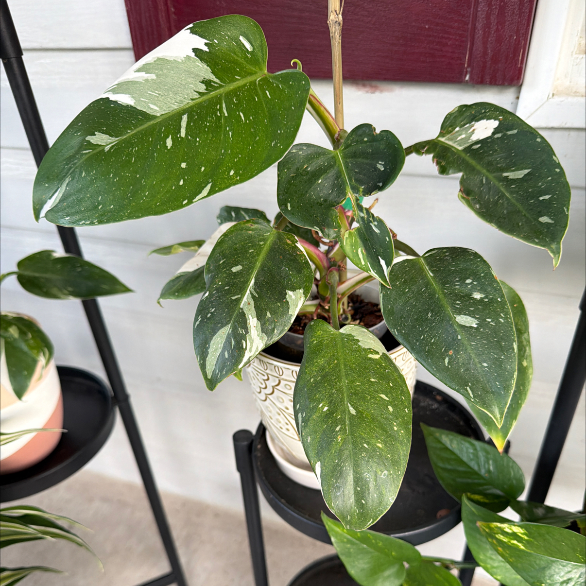 Photo of the plant species philodendron white princess by @TidyWildchives named Luna on Greg, the plant care app