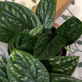 Photo of the plant species Monstera Green Galaxy (sp Peru) by @TidyWildchives named Austen on Greg, the plant care app